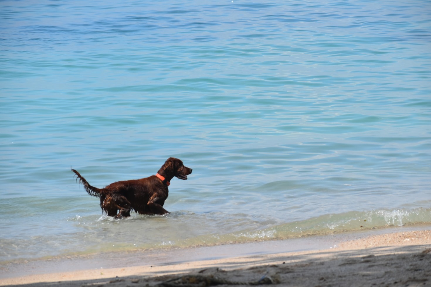 Warum Urlaub mit Hund unvergesslich ist