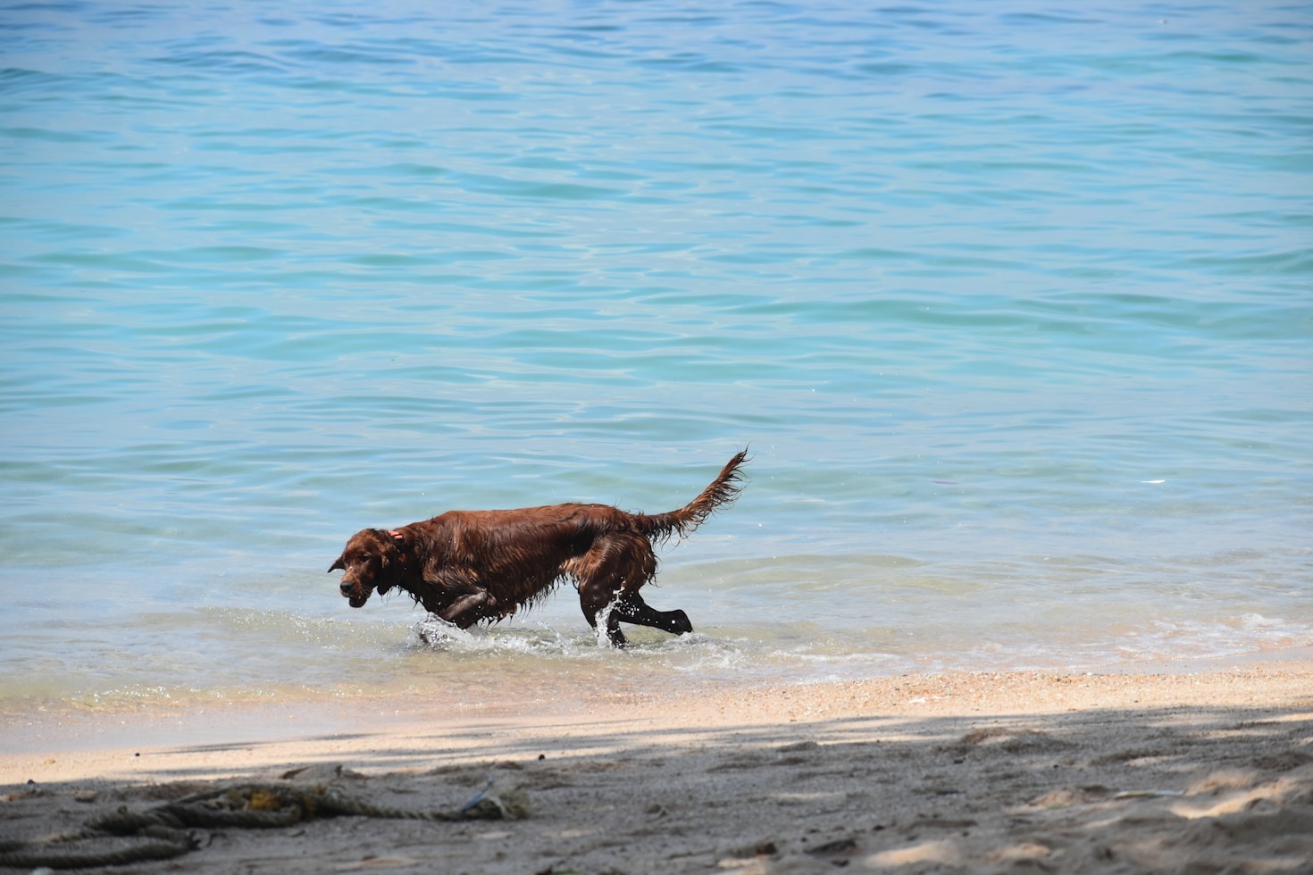 Die besten Hundestrände – Unsere Empfehlungen für deinen Hundeurlaub