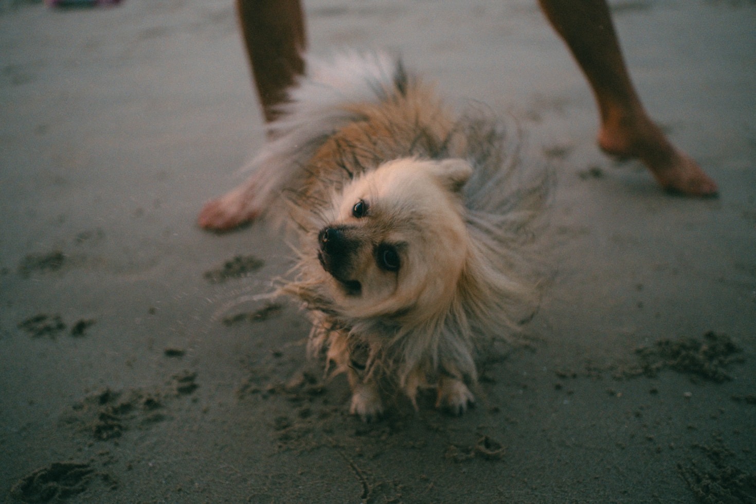 Die besten Wanderwege für Hund und Halter