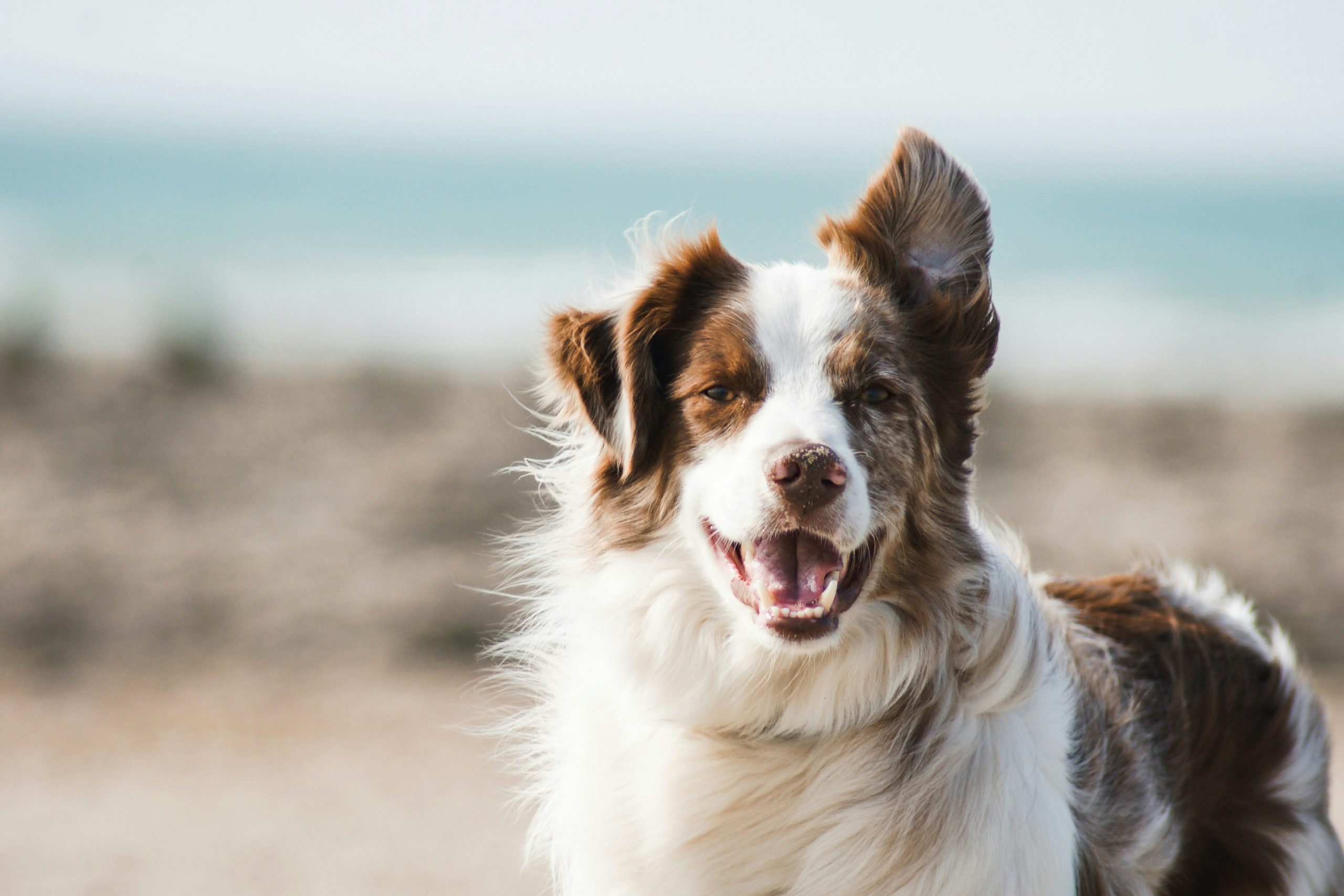 Urlaub mit Hund