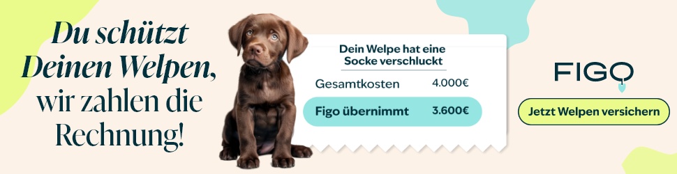 Figo Hundekrankenversicherung