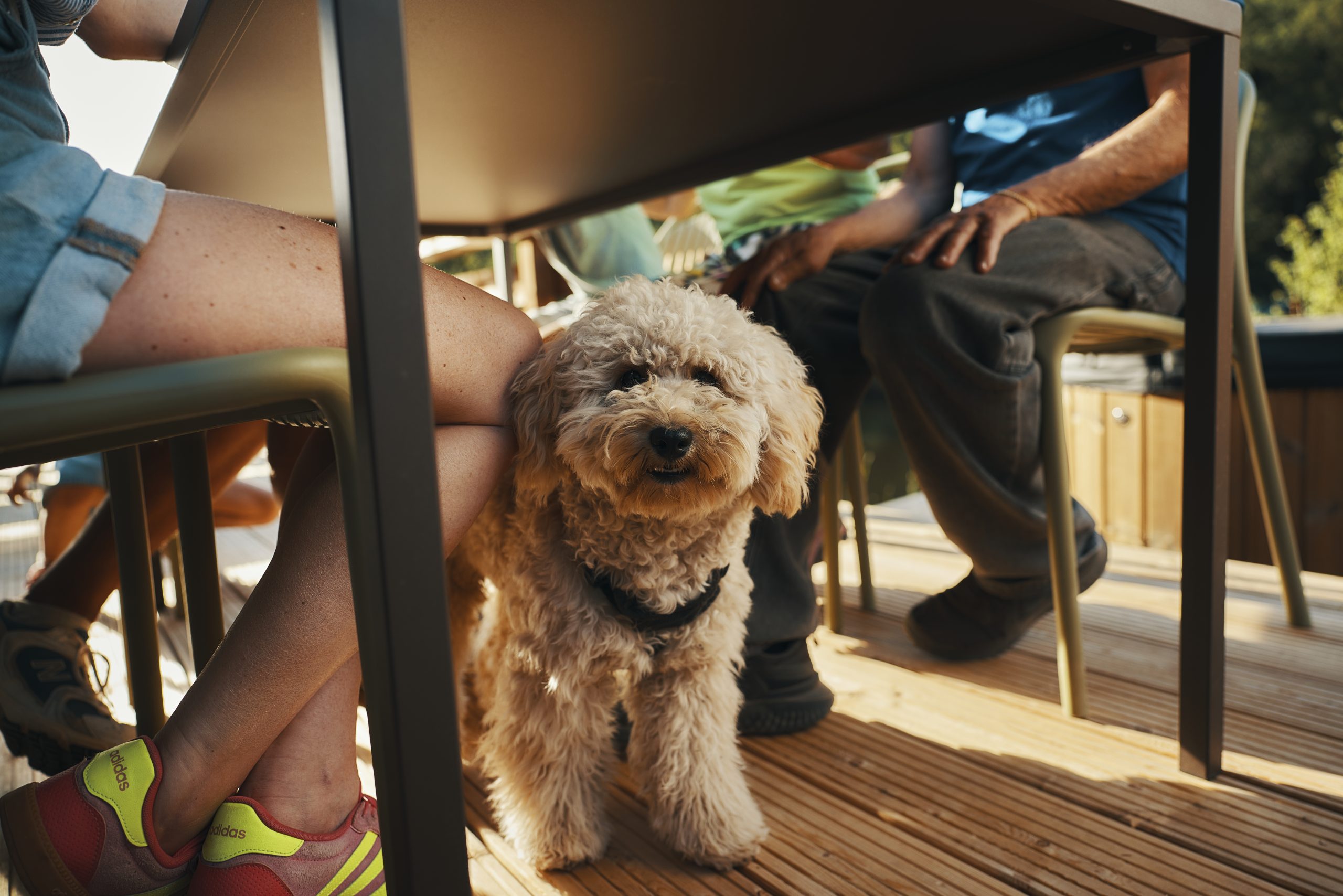 Urlaub mit Hund bei Landal