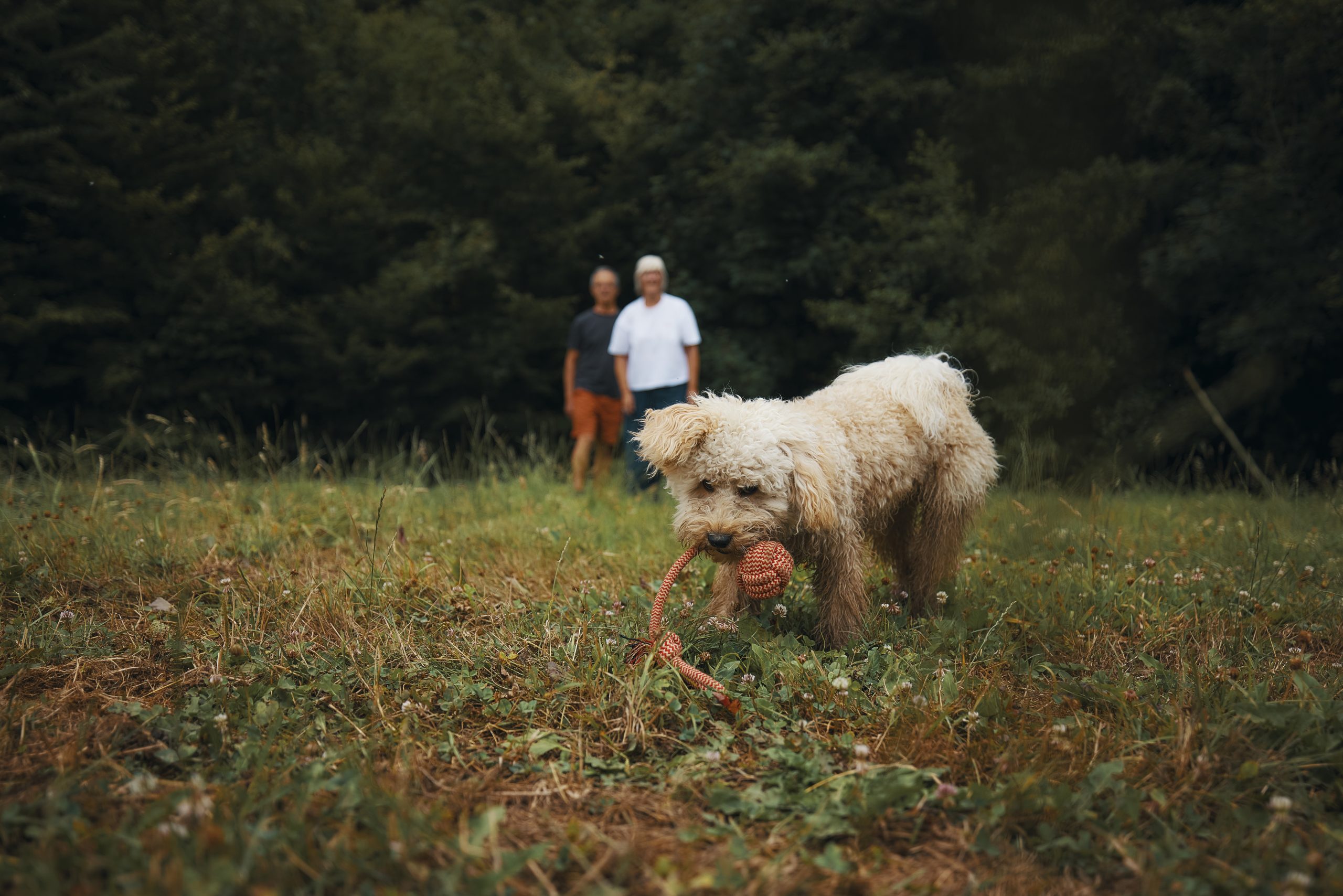 Urlaub mit Hund bei Landal