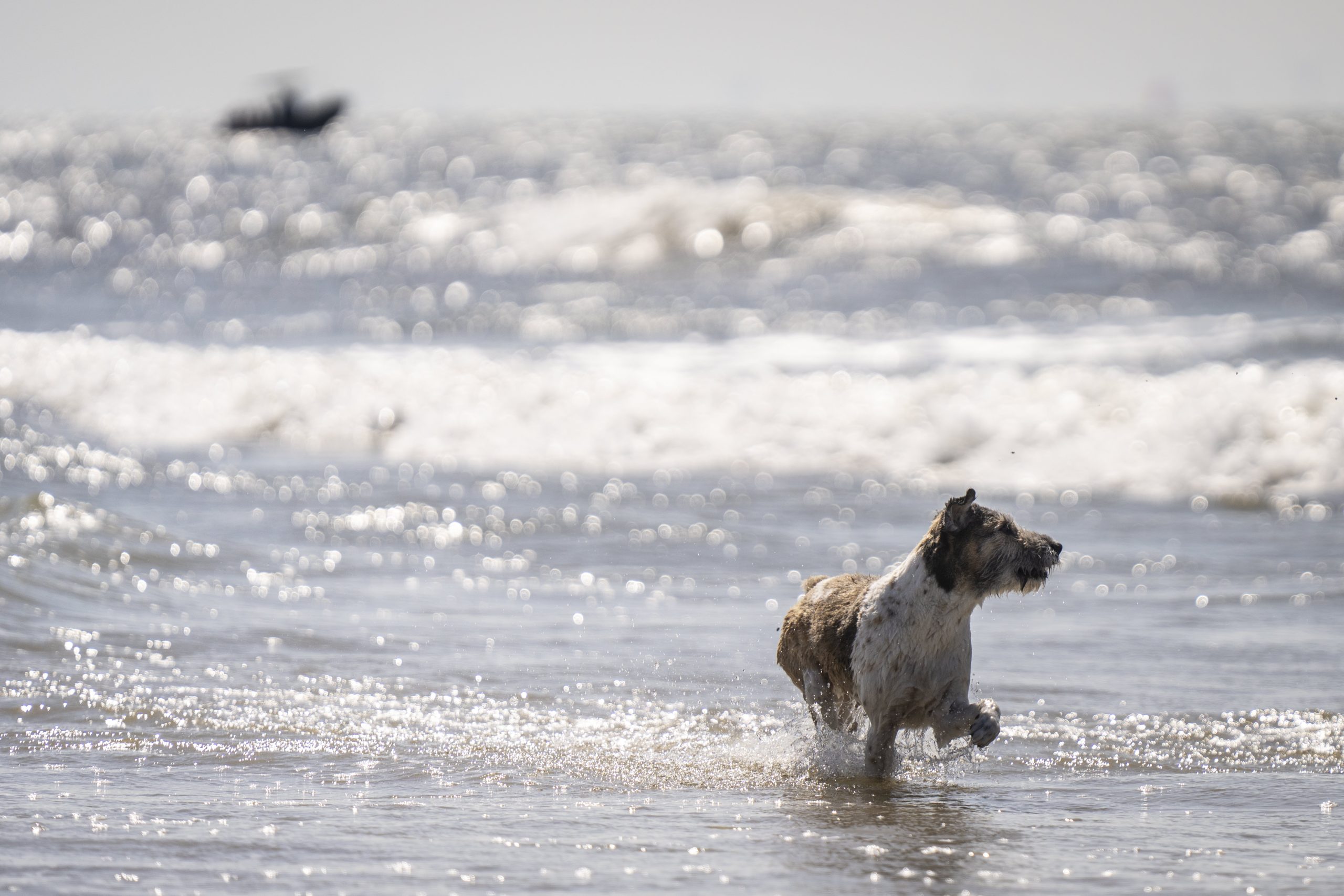 Urlaub mit Hund bei Landal