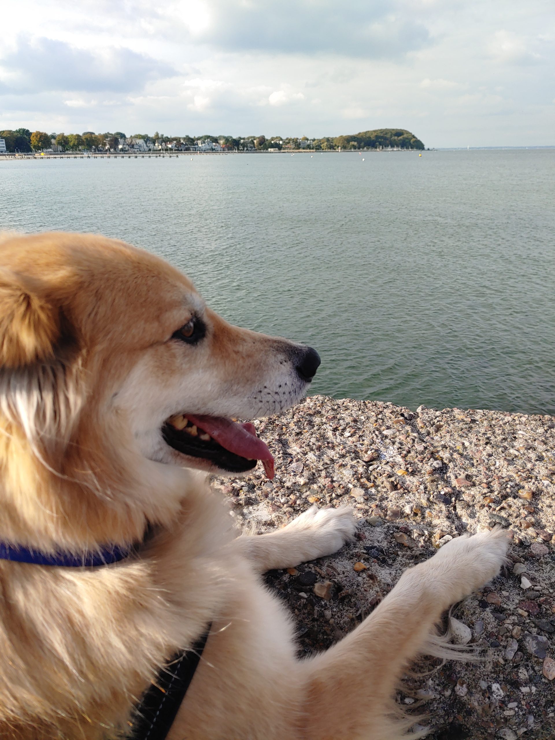 Hund blickt auf Travemünde an der Ostsee